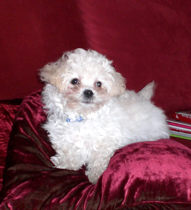 Merlin unser Fellknäuel