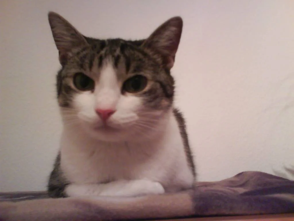 Mietzi die Ordnungshüterin