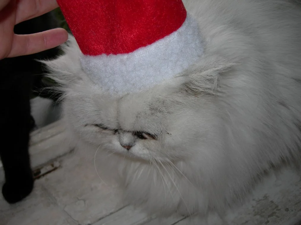 Mißglückter Versuch mit Nikolausmütze Teil 1