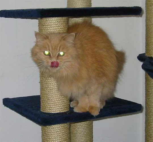 Mmmmhhh! Lecker, Katzenminze!!!