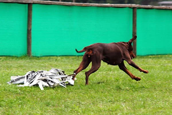 Moment ich habe wichtige Termine, es ist ein Püschel zu fangen