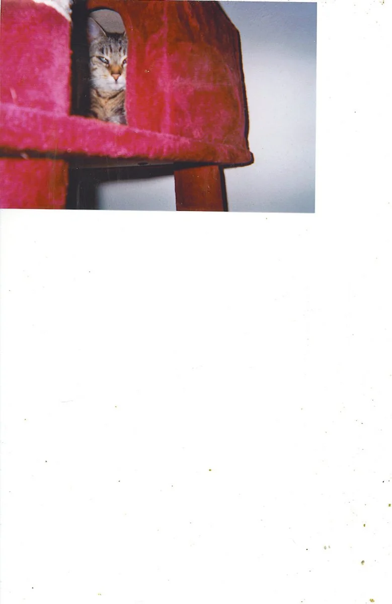 Mona  Kratzbaum 2.jpg