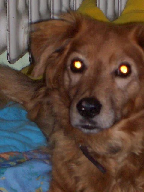 Mozart_schaut_uns_an