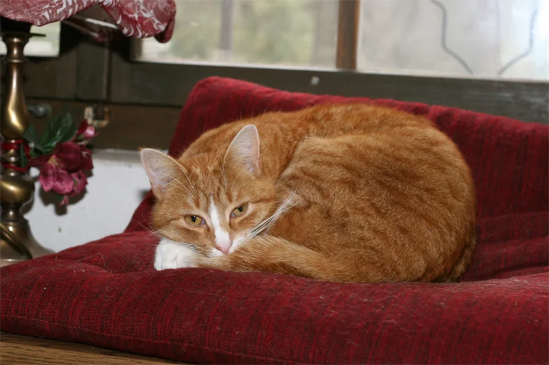 Müde nach einer Freinacht !