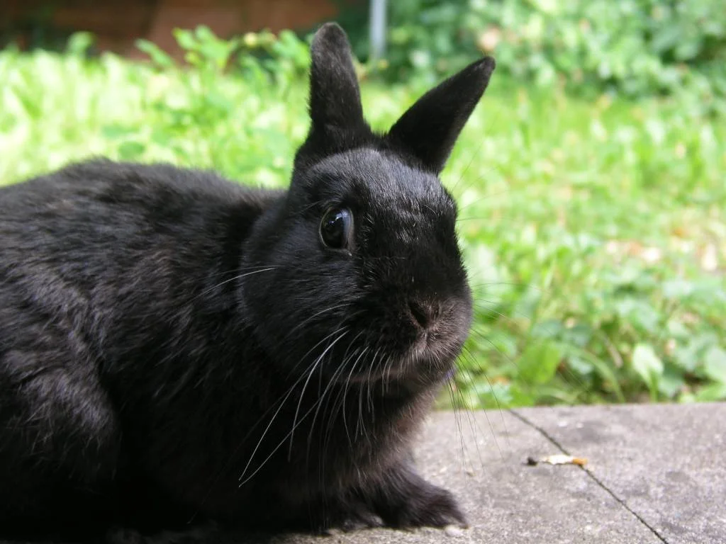 Muku das Fotomodel :)