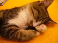 nach dem spieln - natürlich schlafen