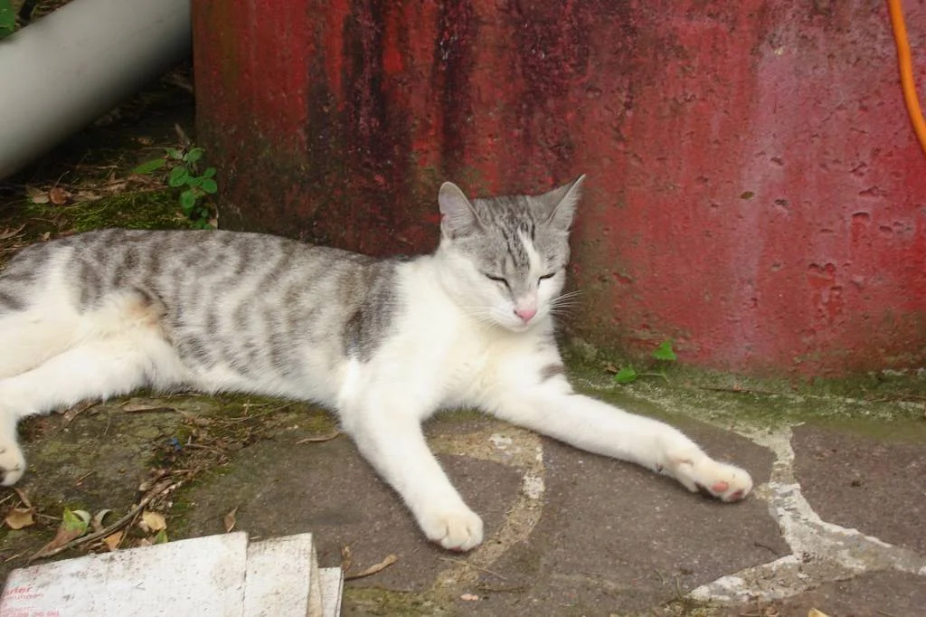 Nach gelungener Mäusejagd gönnt sich Morty ein Schläfchen!