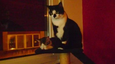 nala und ronja 007.jpg