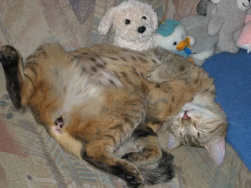 Nelly im Träumeland mit Ihren Stoffkumpelns