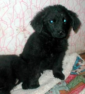 Nero mit gerade mal 5 Wochen!