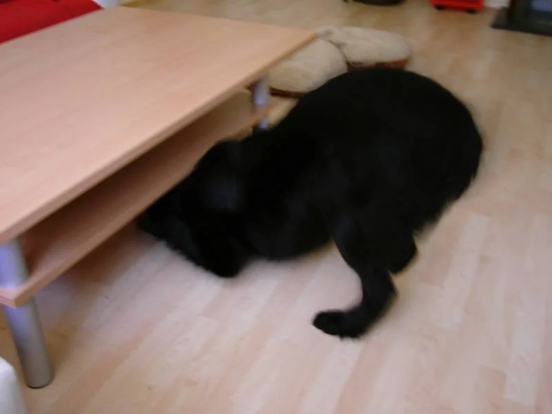 Nero sucht Katzi Leo