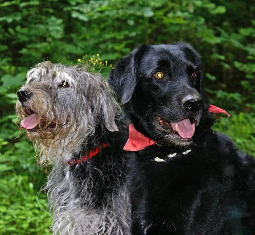 Nie die gleiche Richtung