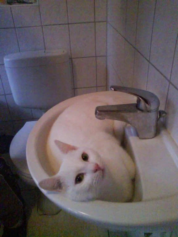 Nieva's Sohn, "Nemo"