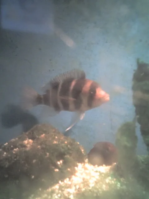 Noch mal der Buckelkopf