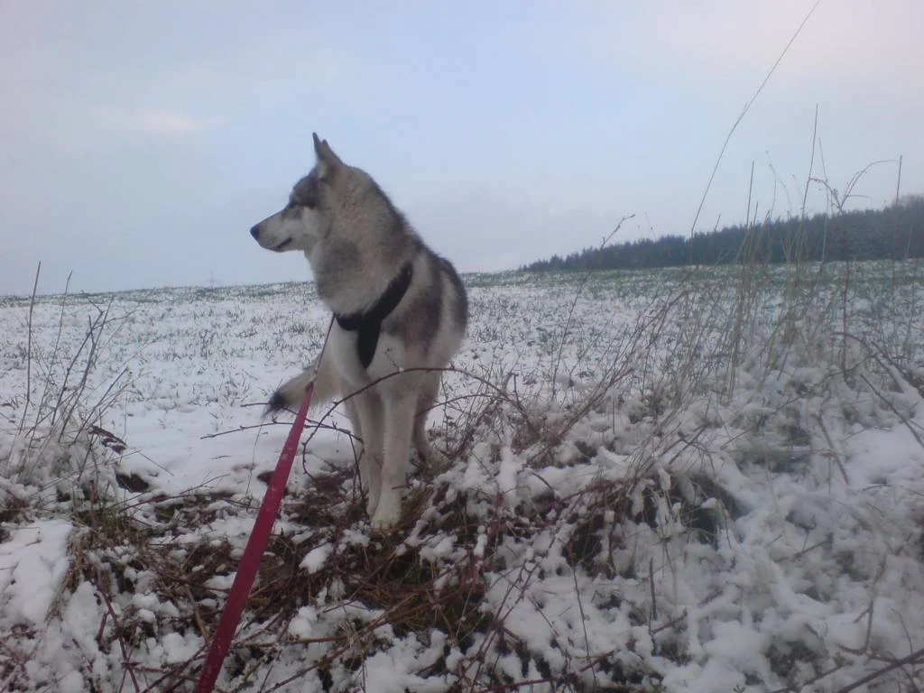 Nochmal ein hübscher Wolf;-)