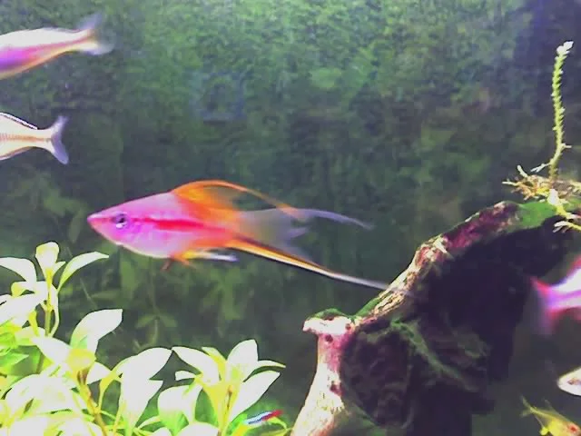 Nochmal meine Fischis