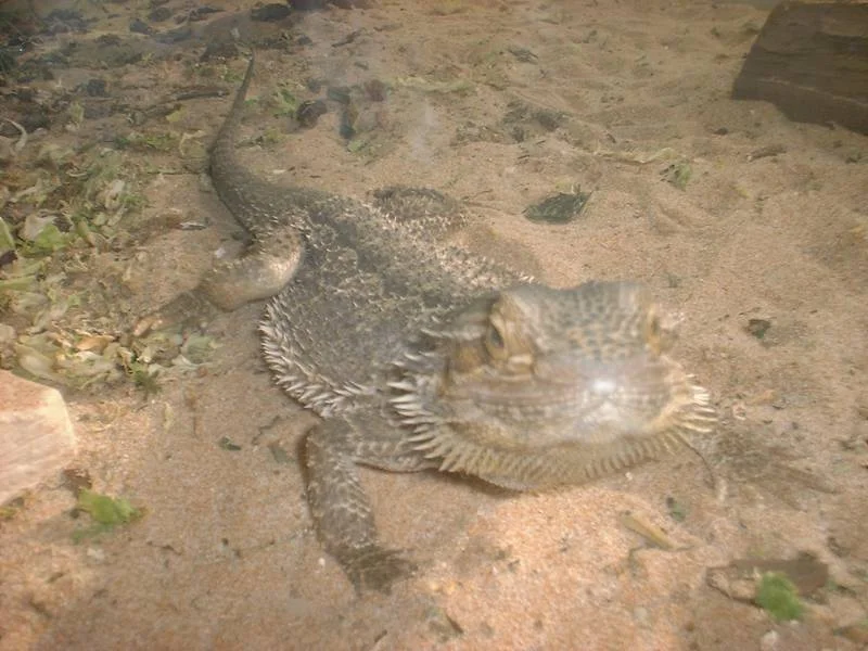 nochmals Samweis - in voller Länge