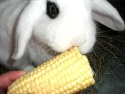 Nu` lass den Scheiss- gib her den Mais