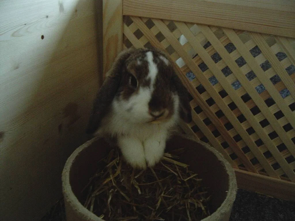 Och menno, nicht wieder ein Foto...