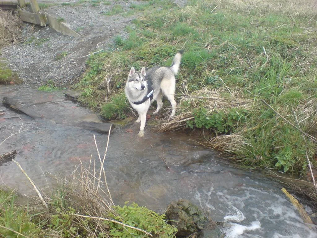 Odin im Wasser