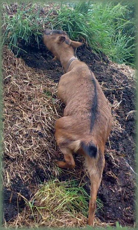 Othilie will nur eins Fressen, egal wie!