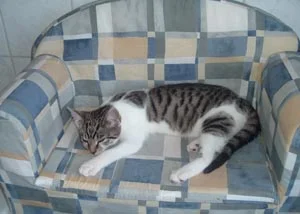 Paulchen schläft.jpg