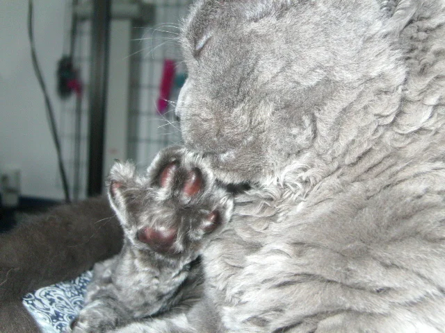 peppy bei der krallenpflege