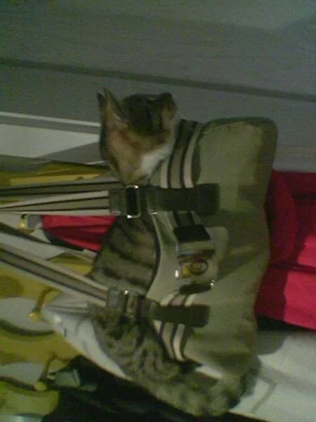 Phybie und die Taschen...