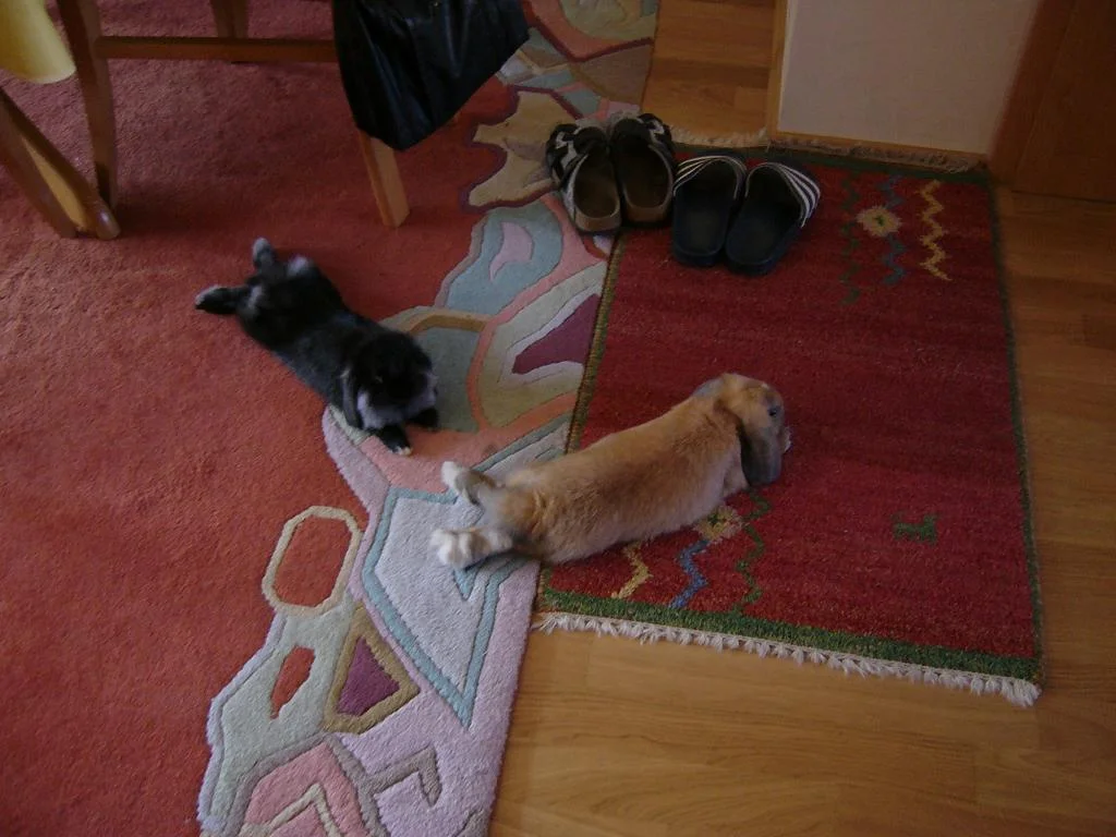 Pia und Paul - Chillen im Wohnzimmer!