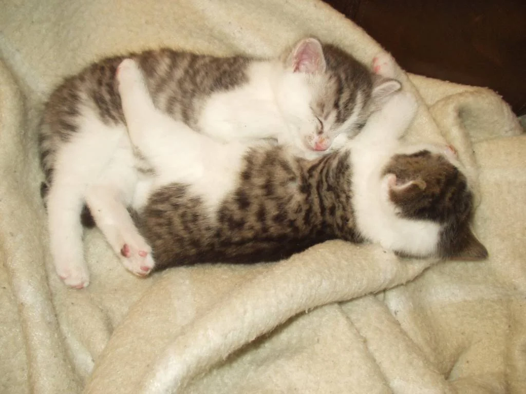 Powerkuscheln von Gomez und Morty.