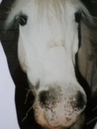 Puggy&Hrina&Blesa 004.jpg