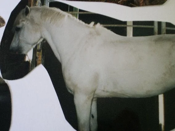 Puggy&Hrina&Blesa 005.jpg