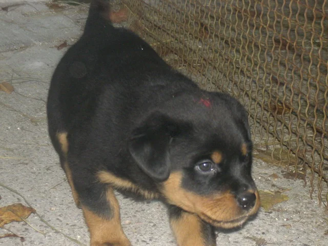 ronjas knuddelgesichtchen