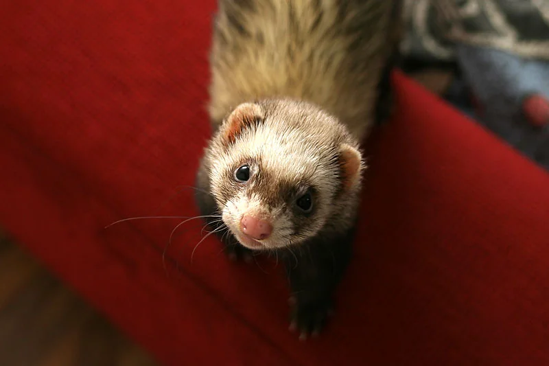 Rosi-Tierheim-Frettie: gut "vergeben"