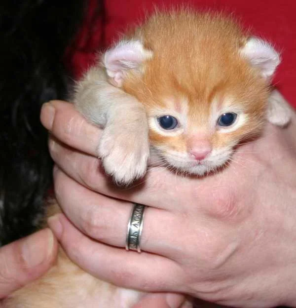 Roter Kater vom 2. Wurf.jpg