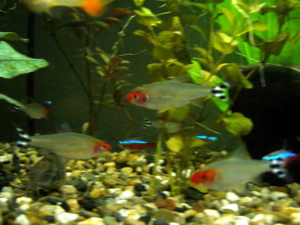 Rotkopfsalmler-Gruppe