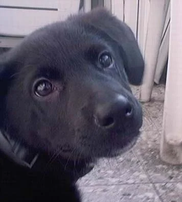 Rusty 3 Monate jung :)