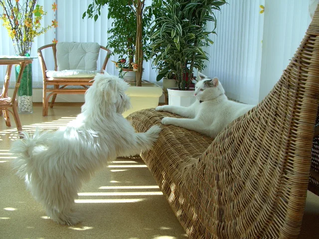 Sam lass mich auch rauf.....