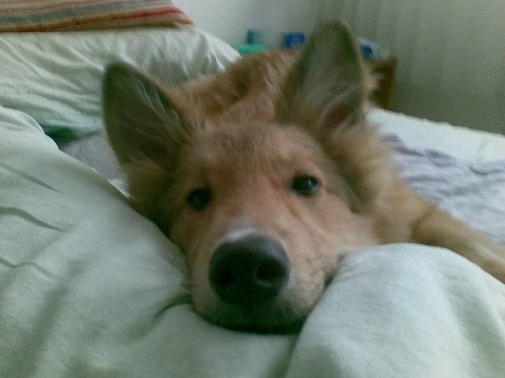 Sammy 2 Monate später