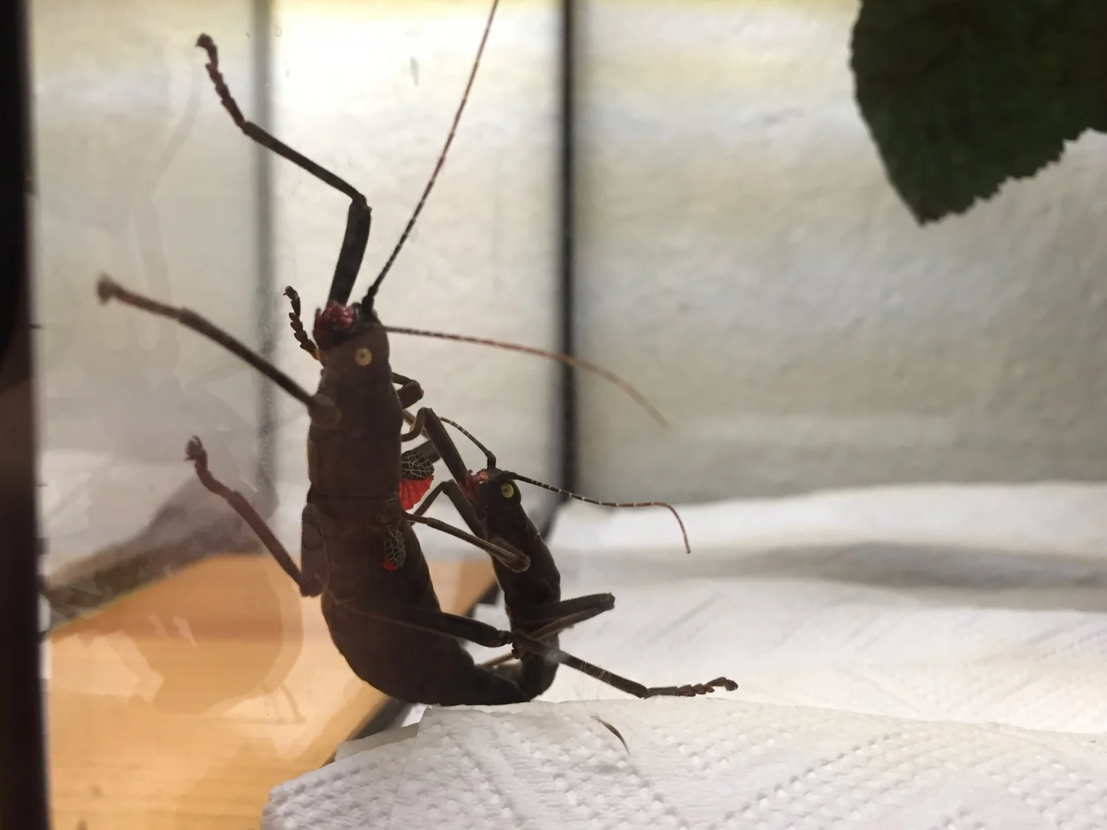 Samtschrecke / Peruphasma schultei