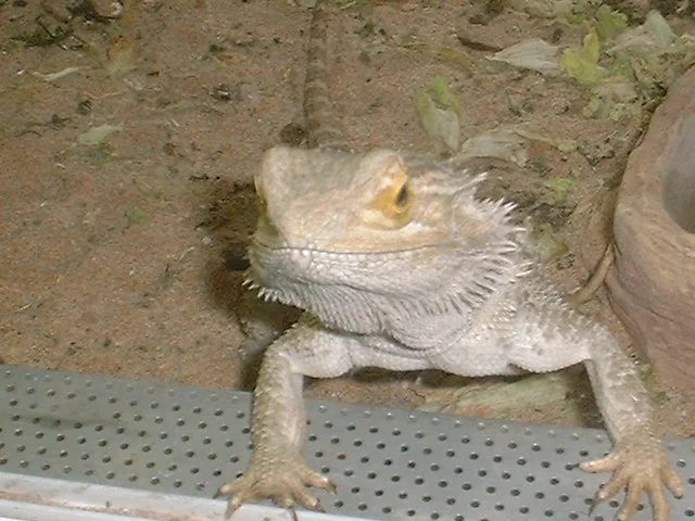 Samweis - der leider schon im Regenbogenland ist