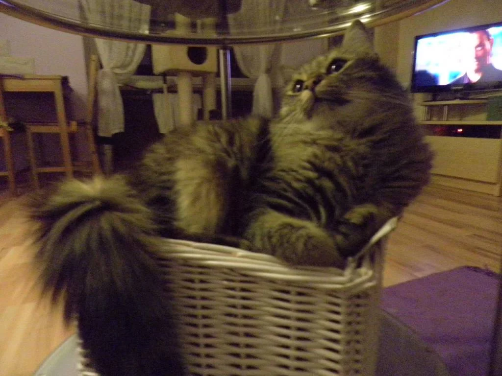 Sandro guckt sein allerliebsten Kumpel oben an!!  Schmelz dahin!!:)