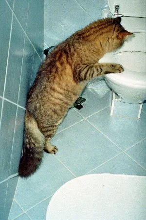 Sandro kontrolliert immer Fraulis Kisterl