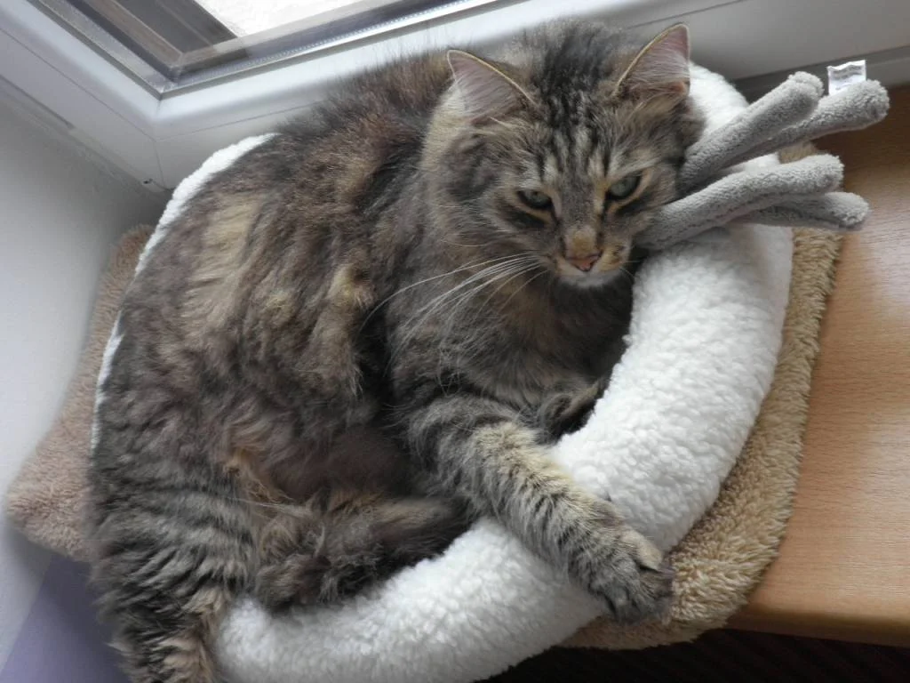 Sandros Wongliebling!:)