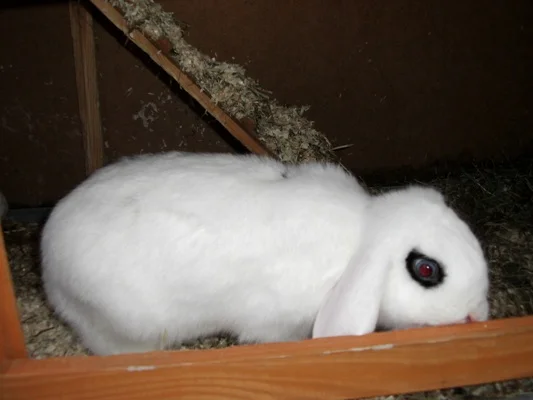 Schau`mir in die Augen Kleines...