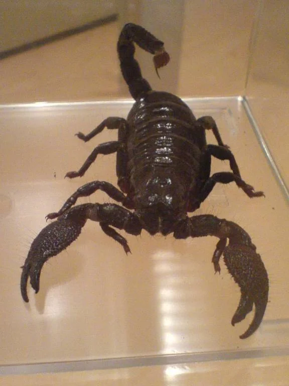 Schau mir in die Augen, Kleines...