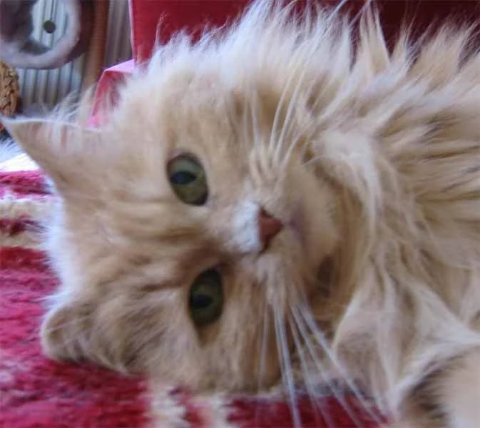 Schau mir in die Augen, Kleines...