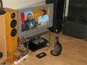 Schiwa kuckt:Tiere suchen ein Zuhause