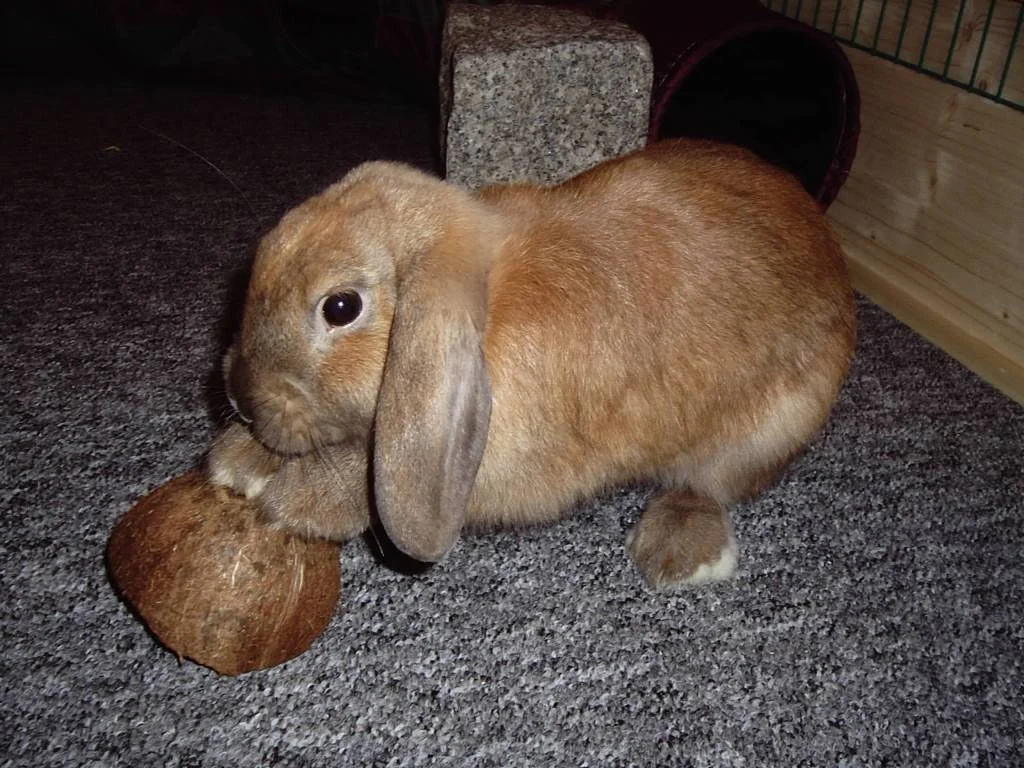 Schlappohr und sein Spielzeug