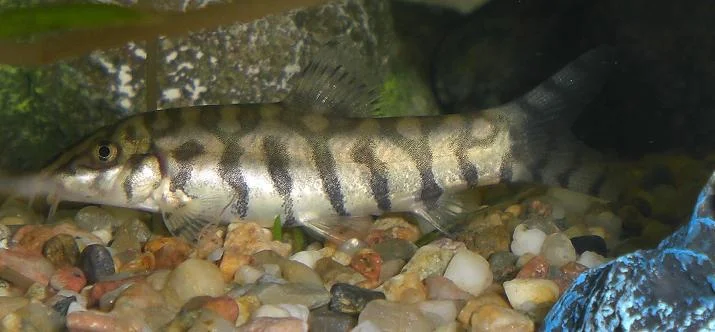 Schmerle Schmirrgel.jpg